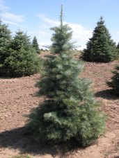 Concolor Fir